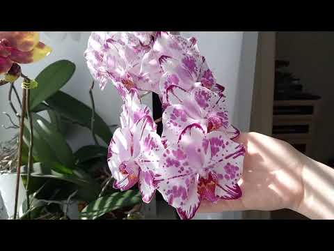 Видео: Орхидеи и хойи на южных окнах Апрель 2023