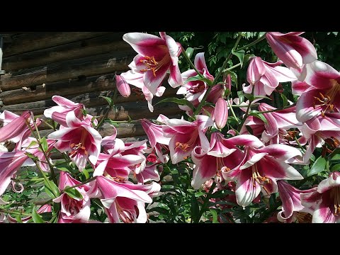 Видео: Сложные гибриды лилий: ОТ-гибриды,ЛО-гибриды; трубчатые и длиноцветковые.
