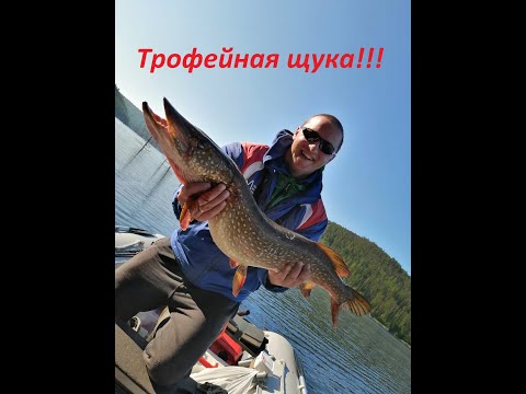 Видео: Трофейная щука на БВХ.#ЩУКА_МОНСТР#КАК_ЛОВИТЬ_ЩУКУ#БОГУЧАНСКОЕ_ВОДОХРАНИЛИЩЕ