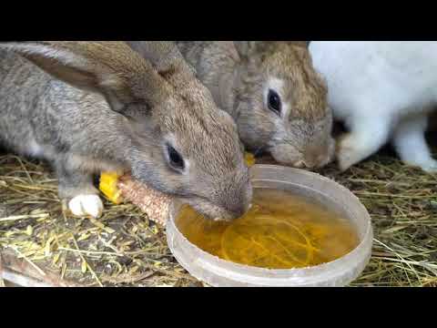 Видео: Кролиководство!!! (Профилактика от кокцидиоза, раствор йода)