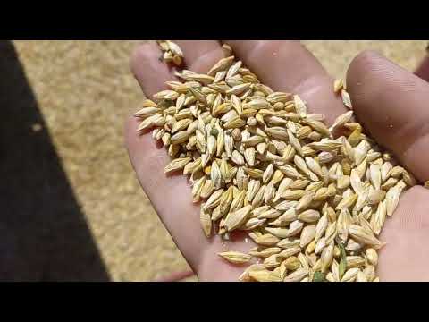 Видео: 🚜 Початок жнив 2025! ❄️ Ремонт кондиціонера на комбайні CASE 1666 – спека не страшна! 🔧🌾