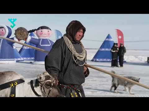 Видео: Многовековые правила Ямала | Оленеводы делятся секретами упряжки