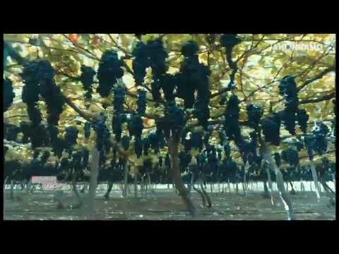 Видео: Пешвои Миллат аз кишмиши Аватар дидан карданд +992908819281 WhatsApp