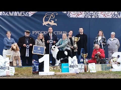 Видео: 27.09.2025, СПб. Клуб "Русский Стиль" (РКФ, РФСС"). Выставка собак "РУССКИЙ СТИЛЬ-2" (САС, ЧФ)
