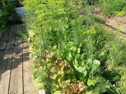 Видео: Минусинск. Умный сад Ольги  Нечипорук.