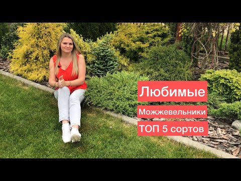 Видео: Самые низкие можжевельники для клумб и композиций | ТОП 5