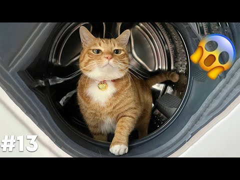 Видео: СМЕХ ДО СЛЕЗ😂 САМЫЕ СМЕШНЫЕ КОШКИ И СОБАКИ 😹🐶 #13