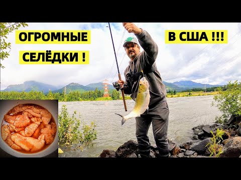 Видео: ДЕЖАВЮ... ОГРОМНАЯ СЕЛЁДКА! ЖАРЮ ИКРУ. РЫБАЛКА В США.