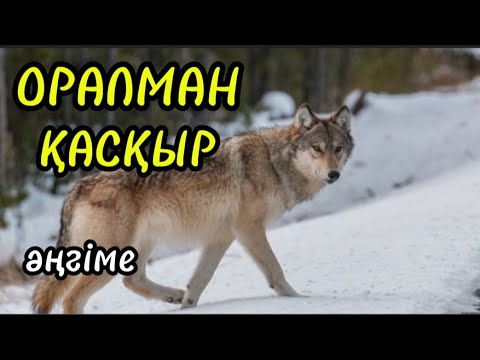 Видео: ОРАЛМАН ҚАСҚЫР этнографиялық әңгіме авторы Бекен Қайратұлы#аудиокітап#аудиоәңгіме