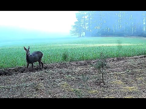 Видео: Фотоловушка Suntek HC-900M. (3 апреля-29 апреля) Гродненская обл. Беларусь.
