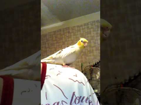 Видео: Птица говорун.Корелла говорит и поет😍😘😍(3,5месяцев)