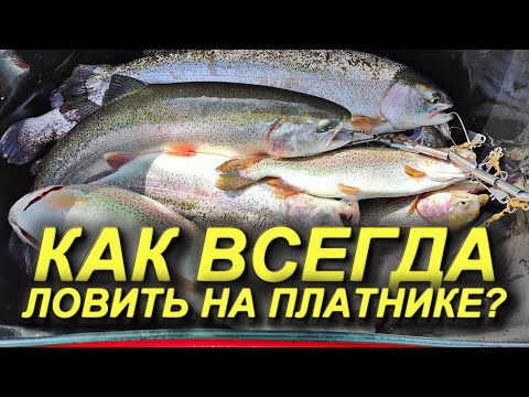Видео: КАК И НА ЧТО ЛОВИТЬ ФОРЕЛЬ НА ПЛАТНИКЕ? ЛОВЛЯ КРУПНОЙ ФОРЕЛИ НА СПИННИНГ! Рыбалка на СПИННИНГ 2025