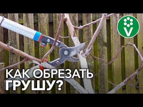 Видео: ФОРМИРУЕМ МОЛОДУЮ ГРУШУ для правильной компактной кроны и быстрого плодоношения