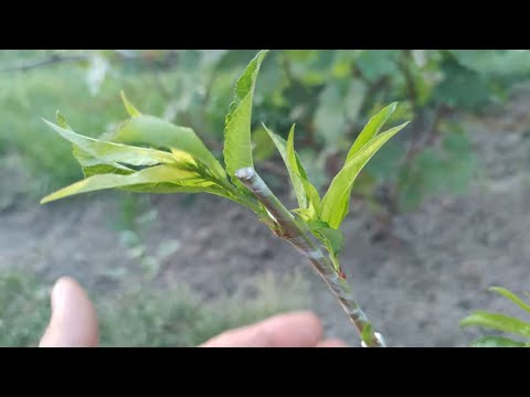 Видео: прививка персика летом в деталях // peach grafting in summer