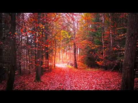 Видео: Осенний блюз: Осень, осень ты прекрасна.