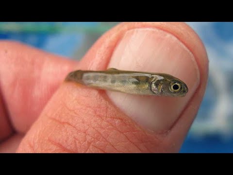 Видео: Илонбош сотуви бошланди тел +99894 Икромжон