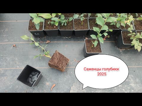 Видео: Саженцы голубики!!!!!