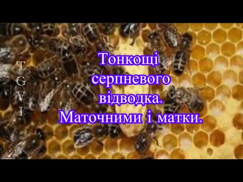 Видео: Тонкощі серпневого відводка. Маточники і матки