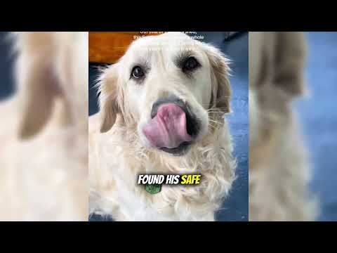 Видео: У Голдена не было настоящих друзей, пока этот кот не изменил всё