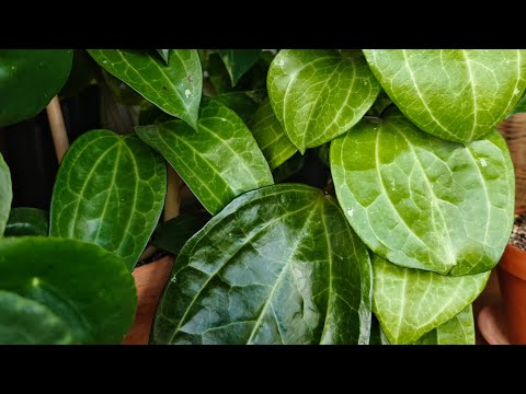 Видео: Обзор коллекции растений на балконе 🌿