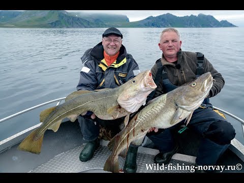 Видео: Морская рыбалка в Норвегии.Треска.Wild Fishing Norway