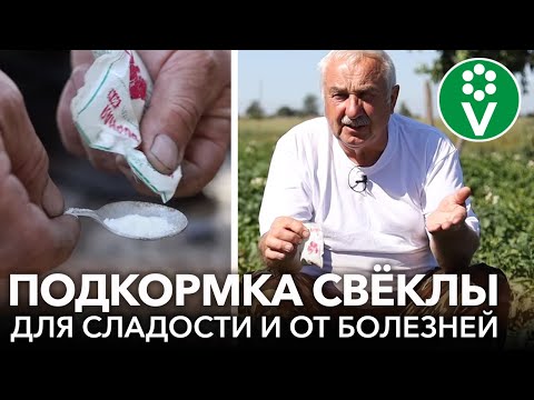 Видео: ВСЕГДА ОПРЫСКИВАЮ СВЁКЛУ ТАК В ИЮЛЕ и корнеплоды вырастают сладкими, сочными и хорошо хранятся