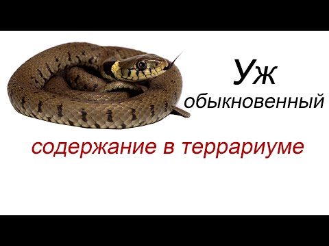 Видео: Содержание ужа в неволе