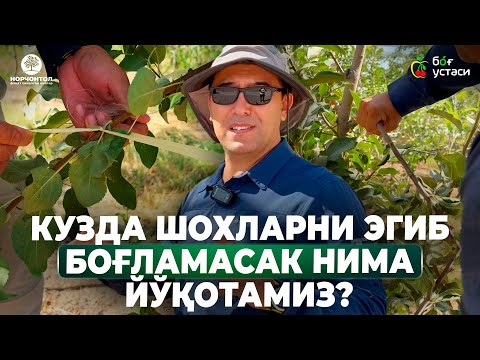 Видео: ОЛМАЛАРНИ ТЎҒРИ ҚЎЛИНИ ҚАЙИРИШНИ ЎРГАНАМИЗ! | ШУҲРАТ АБРОРОВ #shuhratabrorov #olma #shoxiniegish