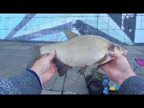 Видео: Труханов Остров, Набережная Днепра - ловля на фидер Леща в черте    г. Киева