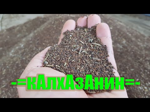 Видео: Фацелия - культура которая нас обанкротила! Или нет?