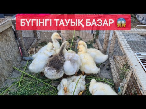 Видео: АҚ - ТӨРЕ БАЗАРЫ, ҮЙ ЖАНУАРЛАР БАҒАЛАРЫ.