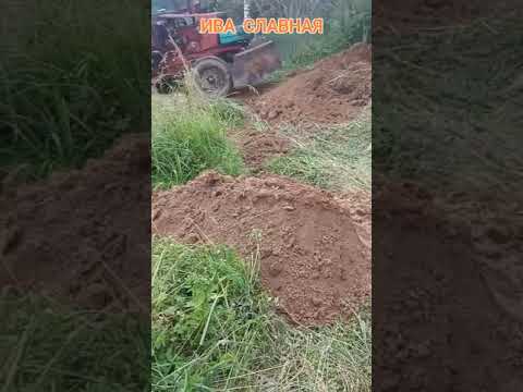 Видео: Ива Славная: Кипит работа на будущей плантации (04.07.2024)