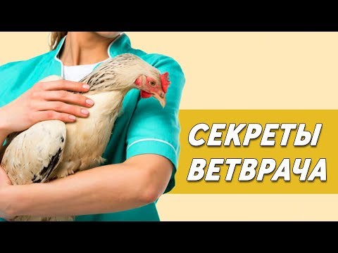 Видео: СЕКРЕТЫ ВЕТВРАЧА. Как бороться с распространенными болезнями кур.