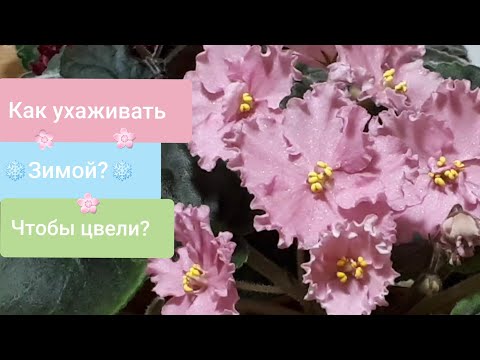 Видео: Фиалки! Как ухаживать ЗИМОЙ, чтобы ЦВЕЛИ? + жизнь на подоконнике - как помочь фиалкам?