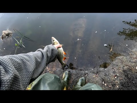 Видео: ГОЛОВЕНЬ ЧИ ЖЕРЕХ? Риболовля у вересні.
