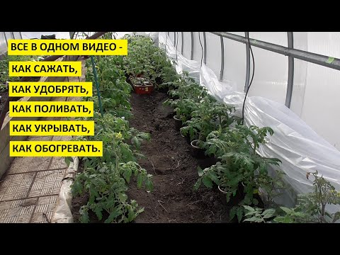Видео: Посадка томатов в теплицу. Полная версия со всеми подробностями и объяснениями.