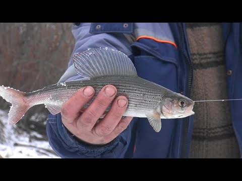 Видео: Лед . Река. Хариус.