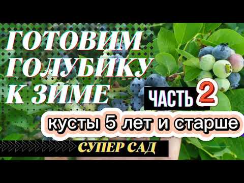 Видео: Надежное зимнее укрытие голубики. Как укрыть взрослый куст голубики?
