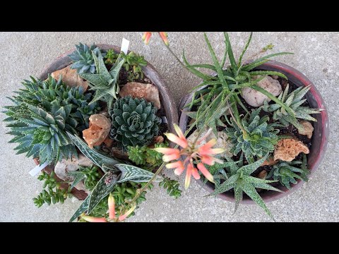 Видео: Обзор Сукулентных🪴композиций #сукуленты