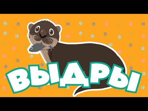 Видео: Творение учит нас | Выдры