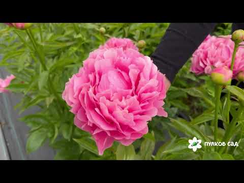Видео: Kathy's Touch peony. Кэти's Тач пион. Пулков сад (2025 г.)