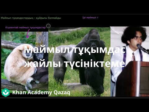 Видео: Маймыл тұқымдас жайлы түсініктеме | Қазақ Хан Академиясы