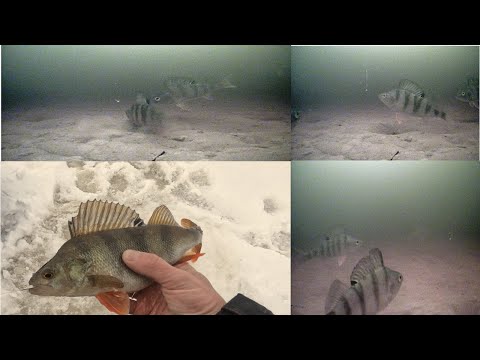 Видео: Подводные атаки окуня зимой. Ловля окуня зимой.