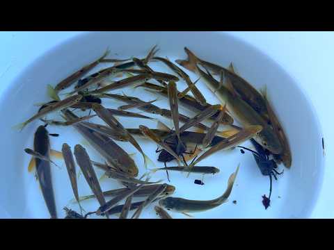 Видео: Исследование замерзшей реки в сельской местности Японии. Раки, елец и водные насекомые.