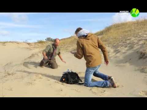 Видео: Танцующий лес на Куршской косе Хабургаев