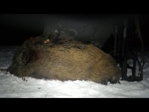 Видео: Охота на кабана с вышки