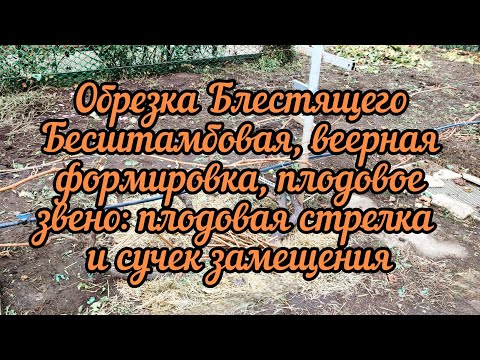 Видео: Обрезка 11 летнего куста винограда сорта Блестящий на урожай