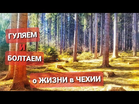 Видео: ЖИЗНЬ в ЧЕХИИ. ДОМ в ДЕРЕВНЕ,  ГРИБЫ, ОХОТА, ДРОВА, КЛЕЩЕВОЙ ЭНЦЕФАЛИТ. ГУЛЯЕМ и БОЛТАЕМ в ЛЕСУ ВЛОГ
