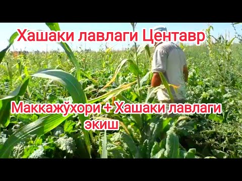 Видео: Хашаки лавлаги (Кормовая свекла) Центавр +  Маккажўхори экилган. Уруғлар сотувда 993280080 #свекло