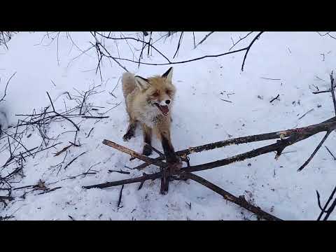 Видео: Охота на лис с капканом.